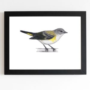 American Redstart (female) Original Art 5x7 inches